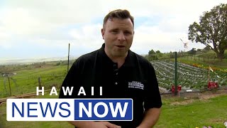 Businesses in Upcountry Maui share how locals are helping keep them stay afloat after wildfires