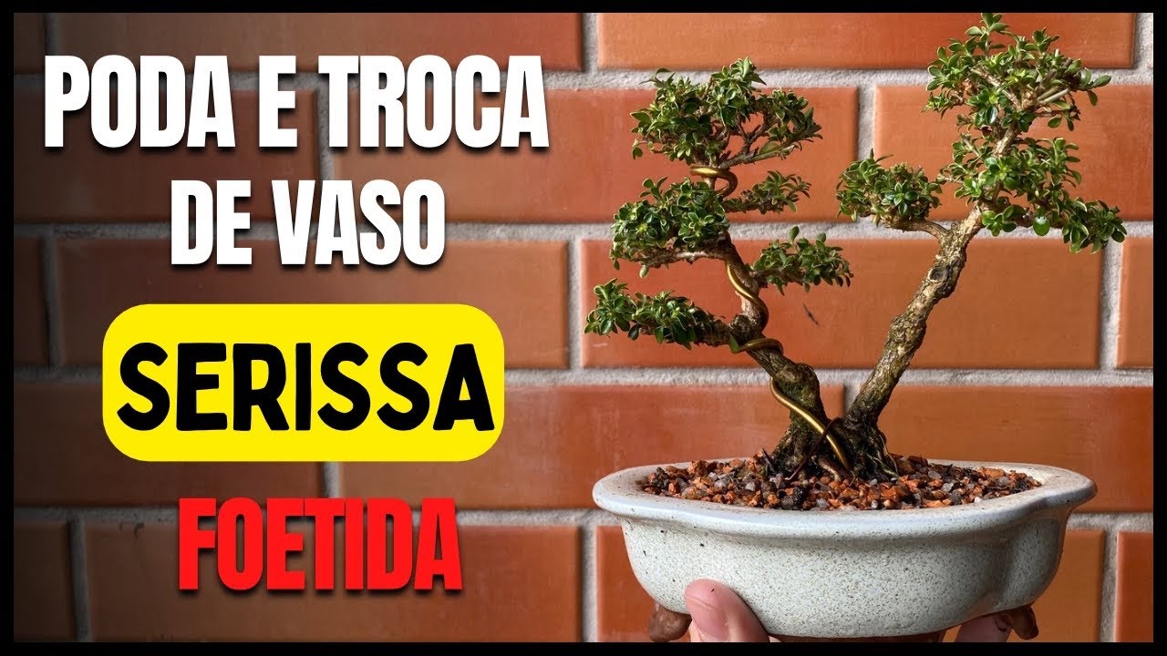 Poda de manuteno e troca de vaso de um bonsai de Serissa Foetida -  Atualizao