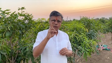 Kesar Mango Tree Cutting | Aam Ke Ped Ki Katai Kaise Kare | Mango Farming Prunning