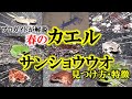 カエル＆サンショウウオ9種プロガイドが徹底解説
