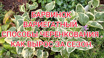 БАРВИНОК ВАРИЕГАТНЫЙ-ШИКАРНОЕ РАСТЕНИЕ ДЛЯ САДА.Осенний обзор,способы размножения.