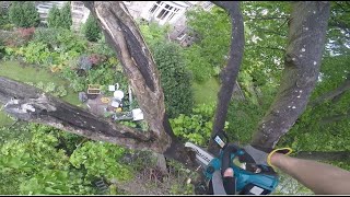 Makita DUC254z review - sycamore pruning