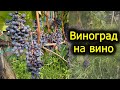 Збір винограду на вино. Виноград 2021