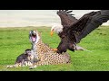 OMG! Eagle Hunt Leopard Cubs When Mother Leopard Climb Tree Catch Baby Monkey – Wild Animals Planet