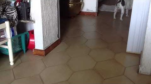 Il mio cane mi cerca sospettosamente