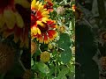 Футаж - шмели и пчёлы на красивых цветах. #Shorts