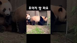 할부지 문을 열어주딥디오 긁긁 #후이바오 #panda #shorts