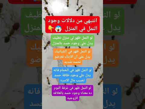 انتبهي من دلالات وجود النمل في المنزل لهذا السبب