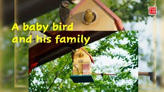 A baby bird and his family, whtmedia, 6K, semi-prof.