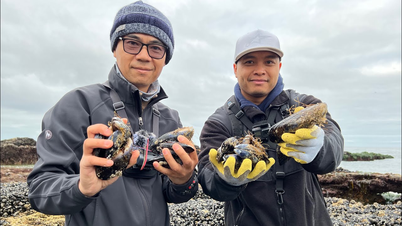 GIANT MUSSELS on The Oregon Coast! Forage and Cook With PK YI YouTube