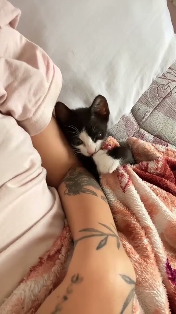 bébé chaton très mignon ♥️ ♥️ ♥️ ♥️