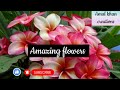 Amazing flowers short best flowers amal khan creations