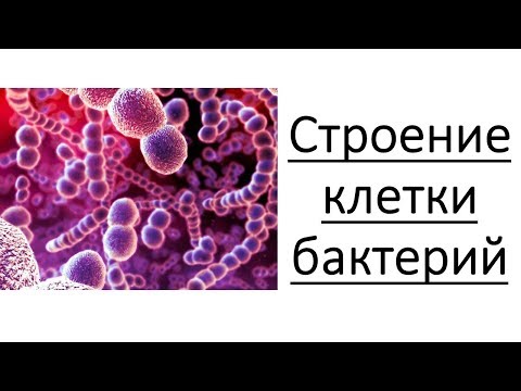 Видео: Бактериальная клетка эукариотическая или прокариотическая?