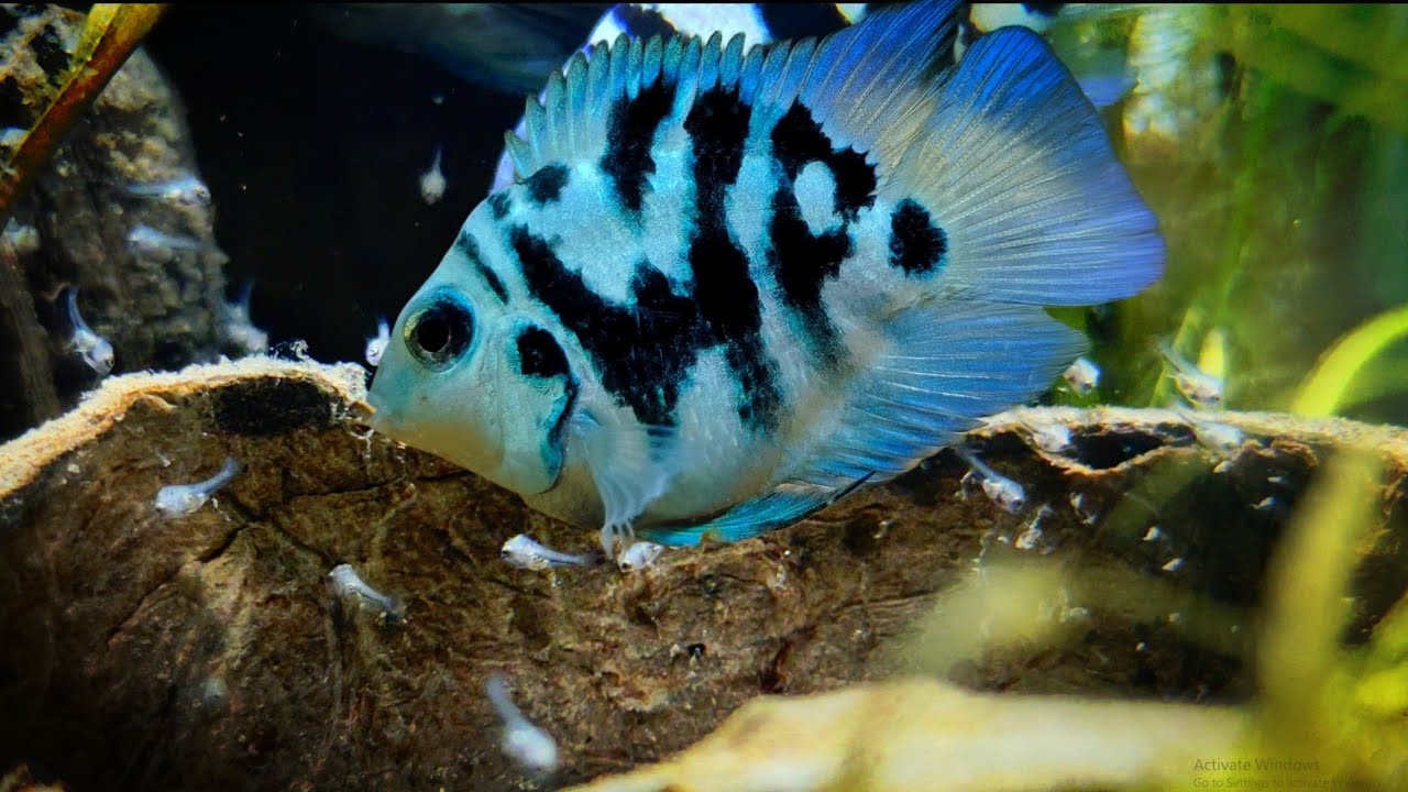 I kept Polar Parrot fish in a Tank until it gave Birth