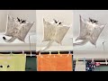 呼んだら飛んでくるベタ慣れフクロモモンガがこちら 【10連発】 #Shorts