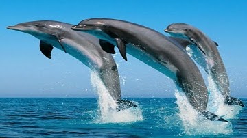 ÂM NHẠC LỚP 3 TIẾT 16 KỂ CHUYỆN CÁ HEO VỚI ÂM NHẠC