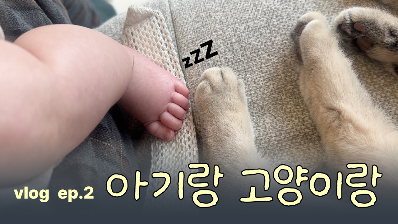 고양이 vs 아기 귀여움 대결