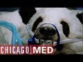 Dr rhodes operates on a panda  chicago med