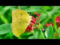 A05-415 恋の曼珠沙華