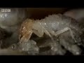 Termite World Life In The Undergrowth BBC