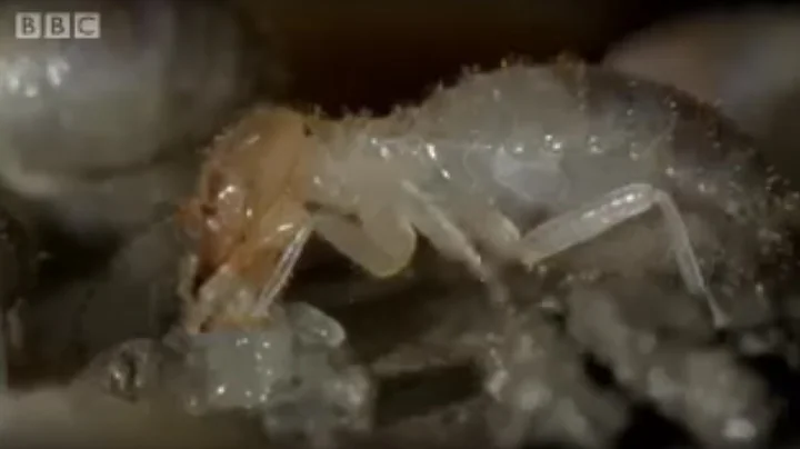 Termite World | Life In The Undergrowth | BBC - DayDayNews