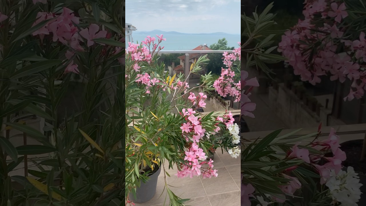 🪴 Олеандры — короли террасы! ✨ Transform Your Balcony with Gorgeous Oleanders