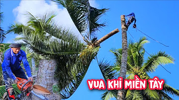 Cực kì nguy hiểm !! Vua Khỉ cưa 3 cây Dừa siêu cao và gặp phải cơn gió lớn.