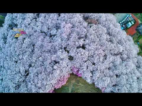 4000本！長野県松本市「弘法山古墳の桜」日本文化財ドローン男子空撮