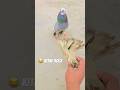 Kitne hoge comment kro #newsong #badshahkabutar #badmasisong #youtubeshorts #pigeon #viralshort
