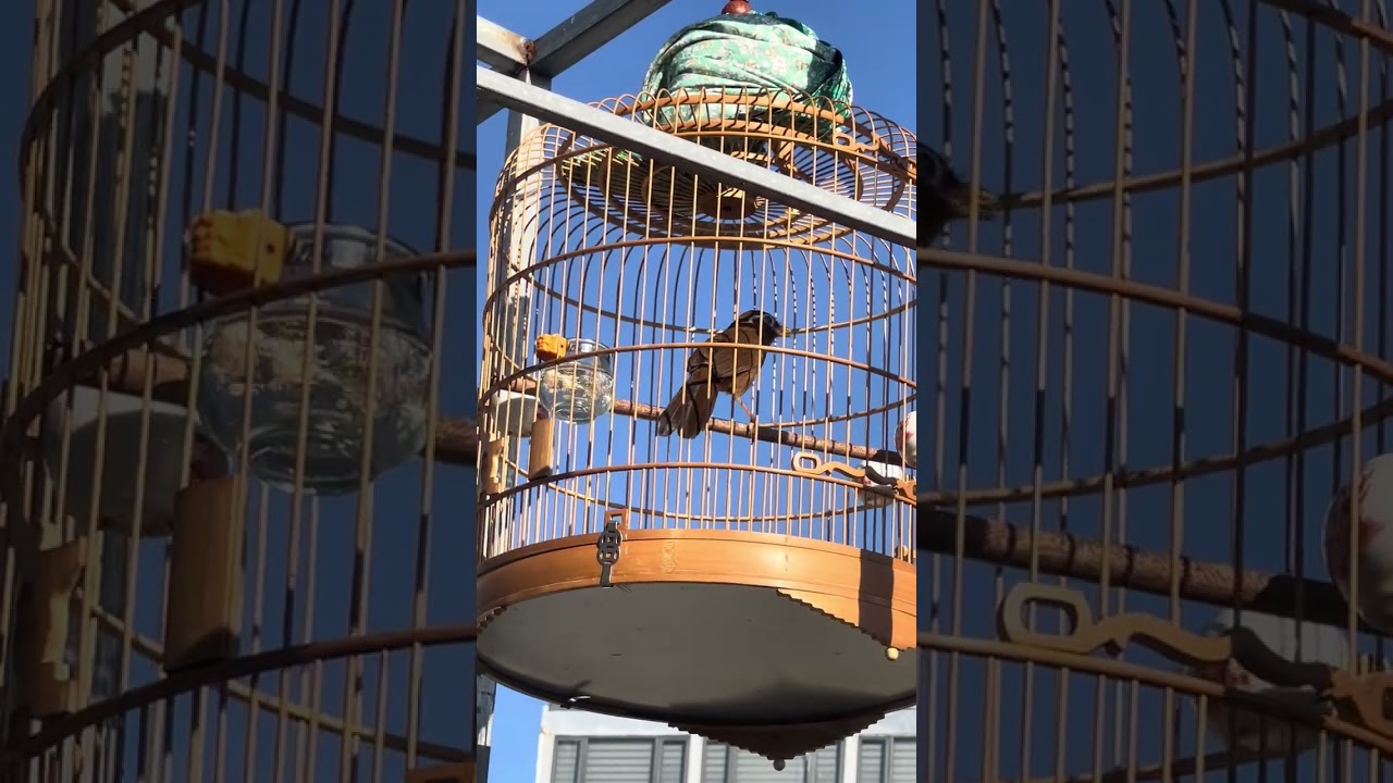 Hoạ mi hót giọng hay, kích bổi mở miệng. Không đè, bổi nghe là hót