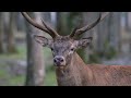 Brame du Cerf 2021 (4K) - The deer slab