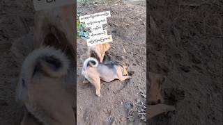 ရွှေ၊တူ၊းနေကြတာလား ဝုတို့ရေ😆 #trending #youtubeshorts #cute #funny #dog #shorts #viralvideo #fyp