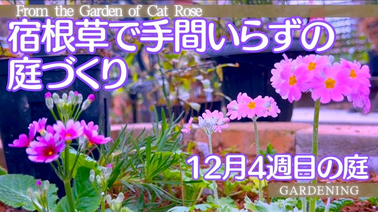 【ガーデニング】　   株分した宿根草で花壇づくり・物置を整理して簡易温室にする・アカシアを地植えにする・蟻の入った幹を養生する・１２月４週目の庭