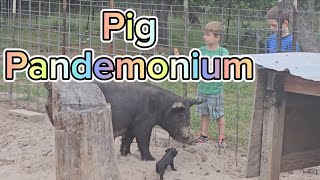 Pig Pandemonium. She had how many piglets 😲