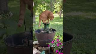 ARCHIE THE GINGER IMG 0122 MOV