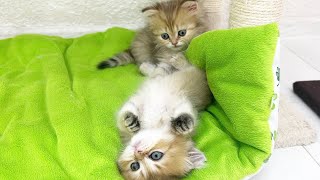 Adorable glimpse: How kittens play and grow at 6 weeks by Kitten Love 1,463 views 2 months ago 3 minutes, 30 seconds