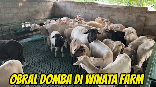 OBRAL HARGA DOMBA DORPER, TEXEL DI WINATA FARM KEDIRI