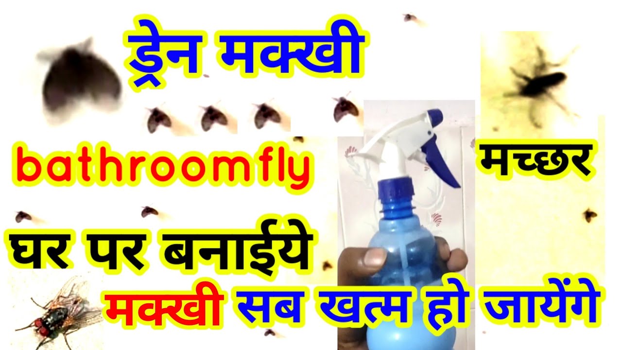 Drane fly, bathroom makkhi, machhar, makkhi ko kaise maare, kaise ...