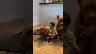 Samuel e seus amigos Thor e Jade 🐾🤎 #pitbull #familiapitbull #pets #shorts Net Worth