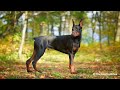 Those wonderful dogs  nature documentary