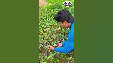 Bắt cá lóc trong mương rau muống: Vừa vui vừa có cá ngon, còn gì bằng!