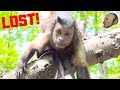 Capuchin Monkey Explores Nature Trail! (A DAY IN THE LIFE)