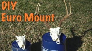 How to make a DIY European Deer Mount white as cotton the easy way!!!