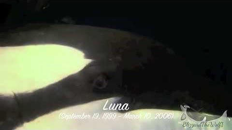 Deceased Orca MEP Part 3