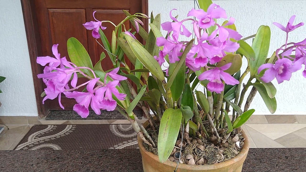 como cultivo a Catleya bowringiana como cultivo a Catleya bowringiana