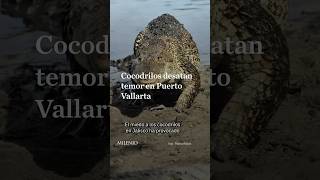 ¿Por qué aparecen cocodrilos en Jalisco?