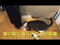 娘の足に噛み付く凶暴猫 暴れ猫/保護猫ハナ♂
