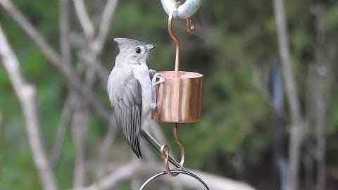 Keep Your Hummingbird Feeders Free of Pesky Ants