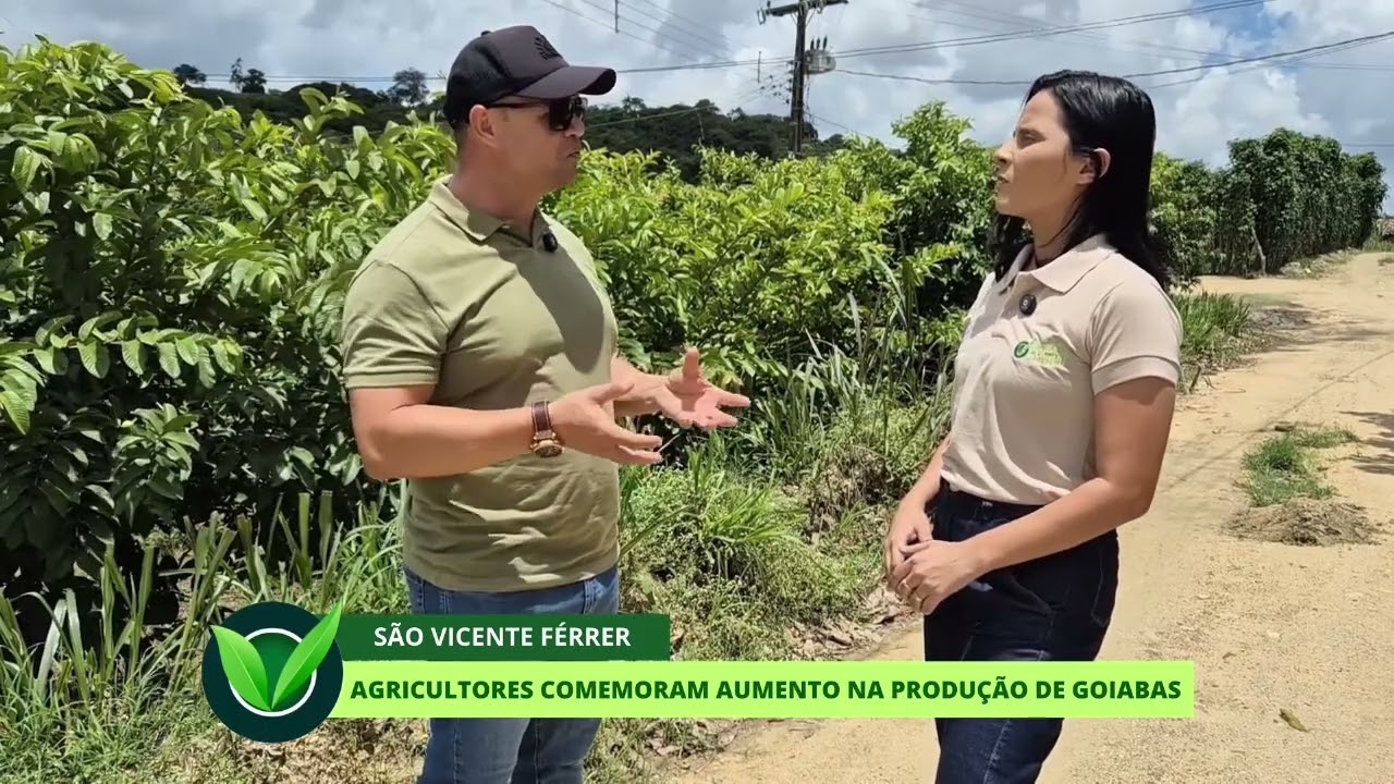 Agricultores comemoram aumento na produção de goiabas