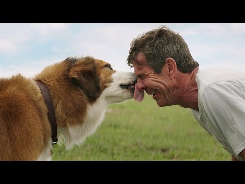 Видео: Почему собачья слюна залечивает раны?